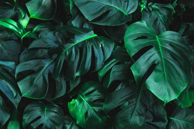 Picture of lush green leaves